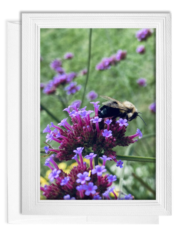 Bee Profile